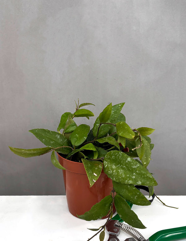 Hoya Caudata Sumatra - Plant Proper - 4" Pot