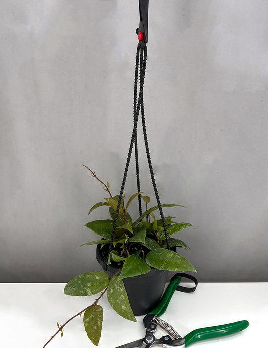 Hoya Caudata Sumatra - Plant Proper - 4" Hanging Basket