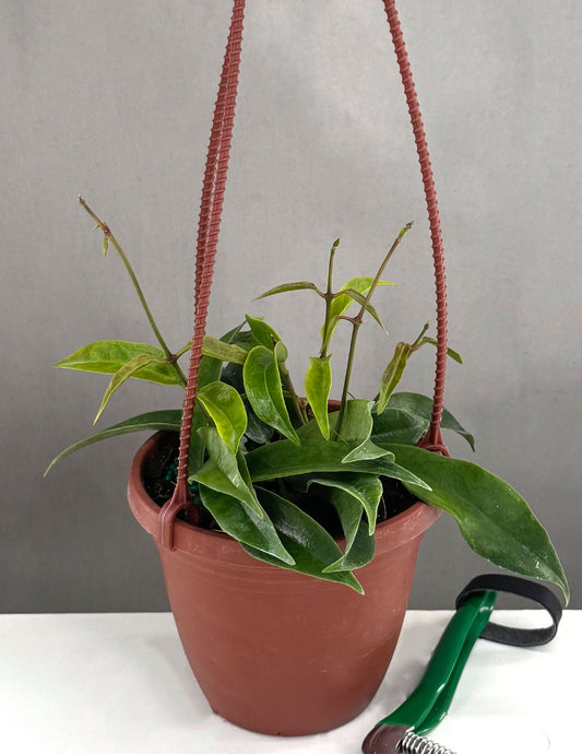 Plant Proper - Hoya Chlorantha - 4'' Hanging basket