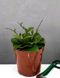 Hoya Chouke - Plant Proper - 4" Pot