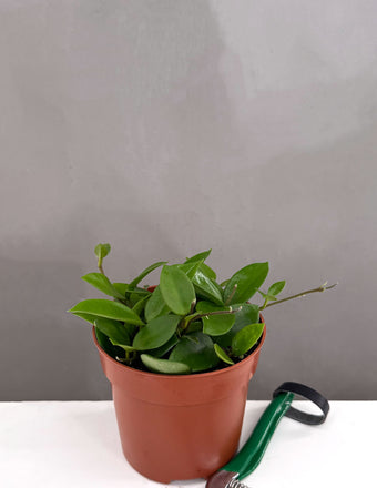 Hoya Chouke - Plant Proper - 4" Pot