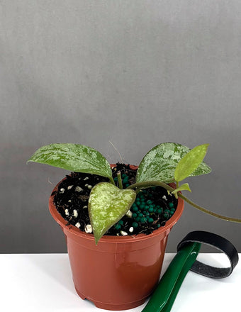 Hoya Collina No ID - Plant Proper - 3" Pot