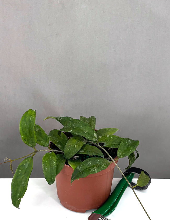 Hoya Corneri - Plant Proper - 3" Pot
