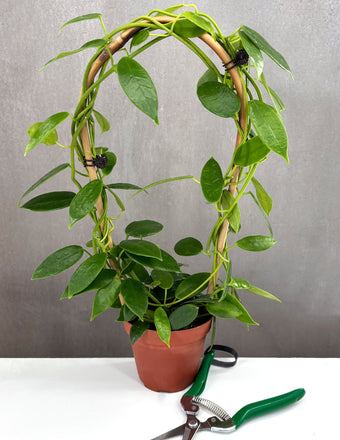 Hoya Coronaria Pink - Plant Proper - 3" Pot