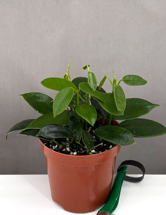 Hoya Coronaria Pink - Plant Proper - 3" Pot