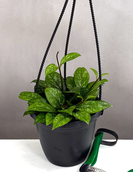 Hoya Crassipetiolata Splash - Plant Proper - 4" Hanging Basket