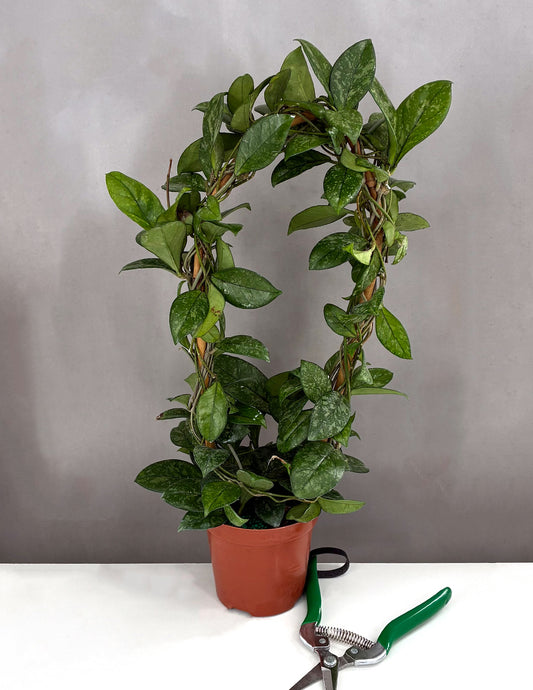Hoya Crassipetiolata Splash - Plant Proper - 4" Hoop