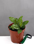 Hoya Crassipetiolata Splash - Plant Proper - 4" Pot