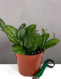Hoya Crassipetiolata Splash - Plant Proper - 4" Pot