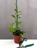 Hoya Crassipetiolata Splash - Plant Proper - 4" Pot