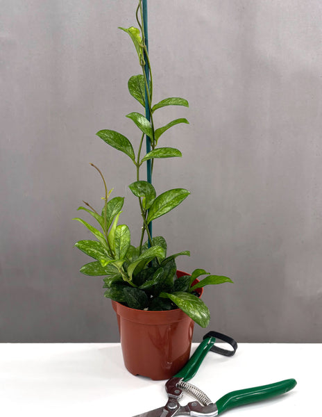 0703＊ホヤ ＊ Hoya ＊ crassipetiolata ＊スプラッシュ Plant-Proper-Hoya-