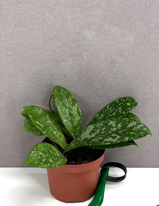 Hoya Crassipetiolata x Michele - Plant Proper - 3.5" Pot
