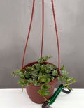 Hoya Curtisii - Plant Proper - 4" Hanging Pot