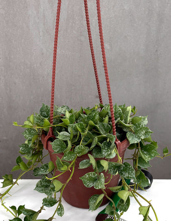 Hoya Curtisii - Plant Proper - 4" Hanging Pot
