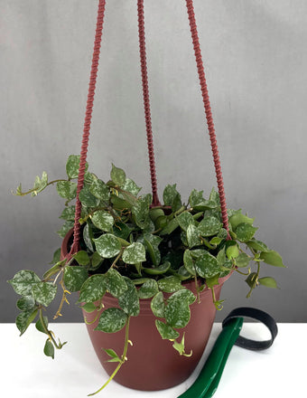 Hoya Curtisii - Plant Proper - 4" Hanging Basket