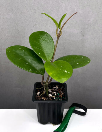 Hoya David's Green Cup - Plant Proper - 2" Pot