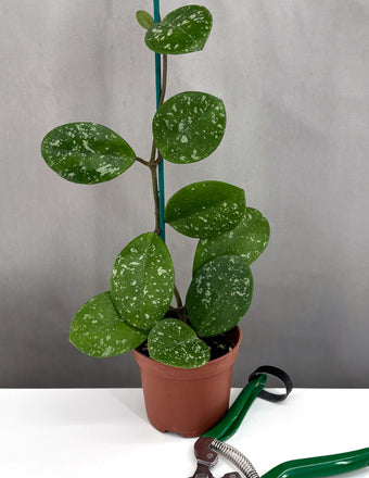 Hoya Davids Green Cup Splash - Plant Proper - 3" Pot