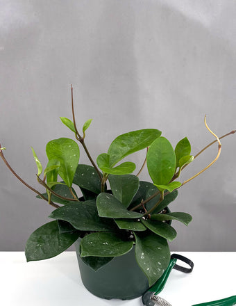 Hoya David's Green Cup - Plant Proper - 2" Pot
