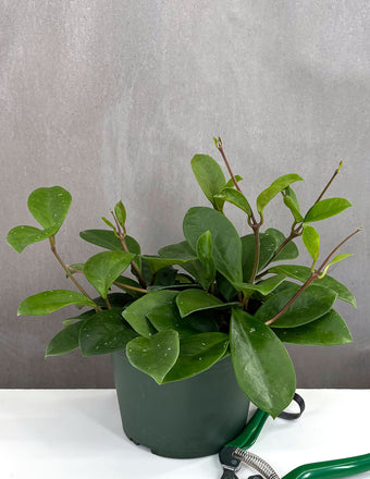 Hoya David's Green Cup - Plant Proper - 2" Pot