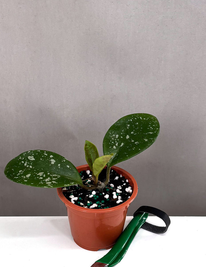 cup pot plant Hoya David's Green Cup Splash