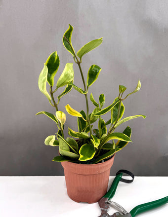 Hoya Diversifolia Albomarginata - Plant Proper - 2" Pot