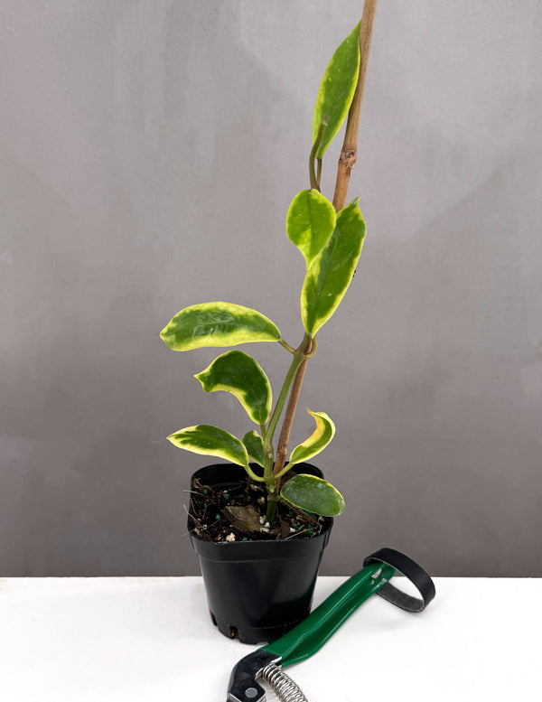 Hoya Diversifolia Albomarginata - Plant Proper - 2" Pot