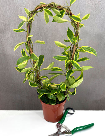 Hoya Diversifolia Albomarginata - Plant Proper - 2" Pot
