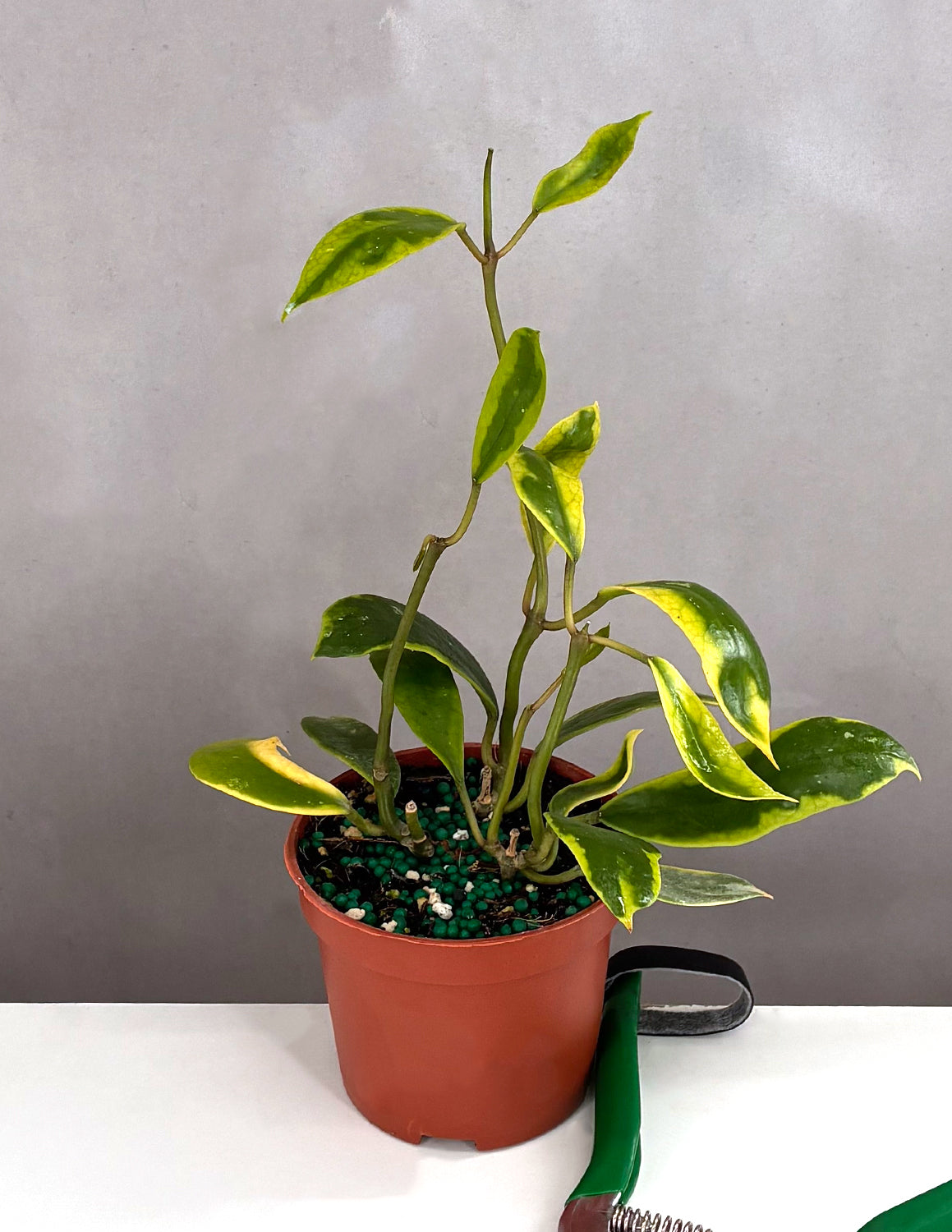 House Plants | Always Affordable and Always On Time | Plant Proper