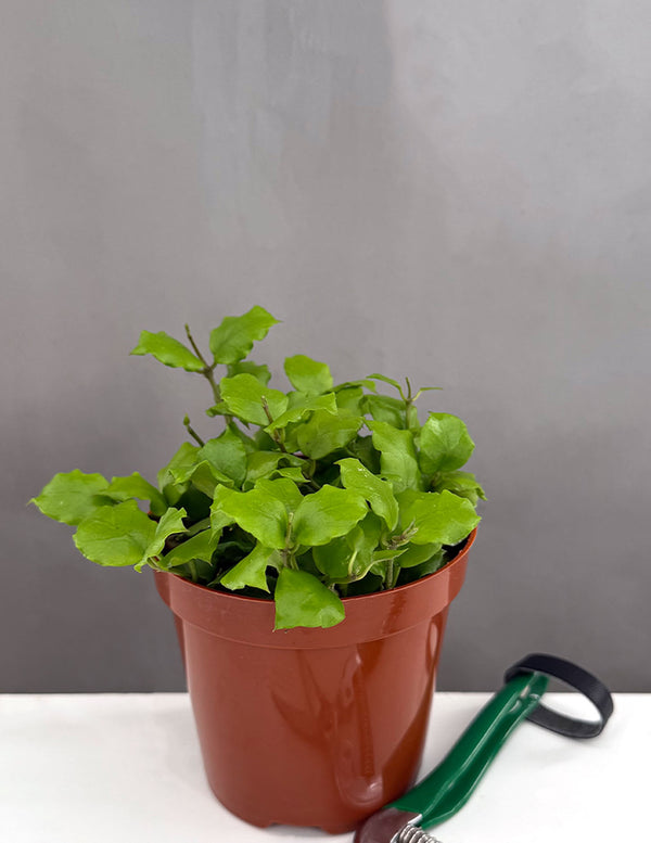 Hoya Endauensis - Plant Proper - 4" Pot