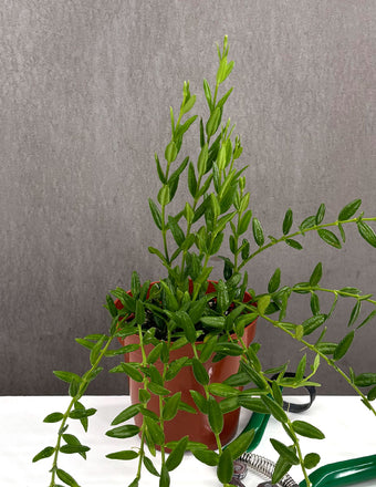 Hoya Engleriana - Plant Proper - 4" Pot