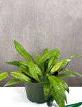Hoya Finlaysonii - Plant Proper - 6" Pot