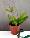 Hoya Finlaysonii BP - Plant Proper - 4" Pot