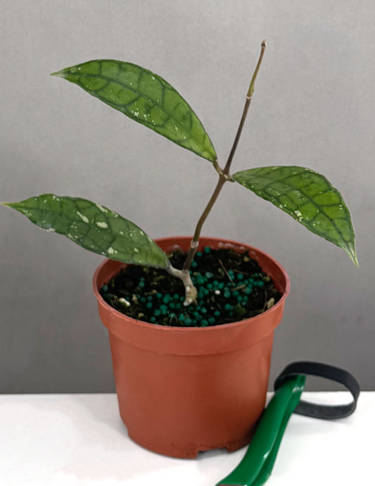 Plant Proper - Hoya Finlaysonii EPC 317 - 3.5" Pot