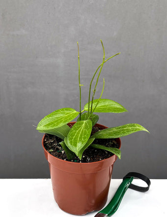 Hoya Fitchii - Plant Proper - 4" Pot