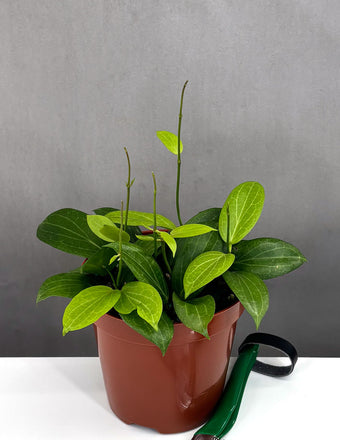 Hoya Fitchii - Plant Proper - 4" Pot