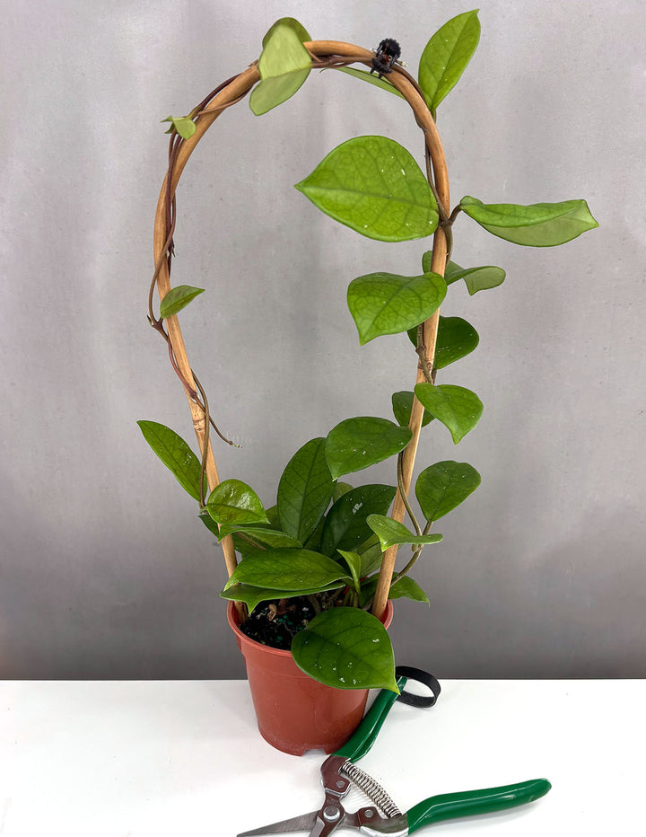 Hoya Fungii