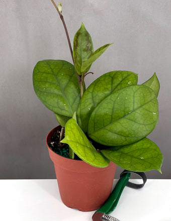 Hoya Fungii - Plant Proper - 4" Pot