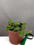 Hoya GPS 7240 - Plant Proper - 3" Pot