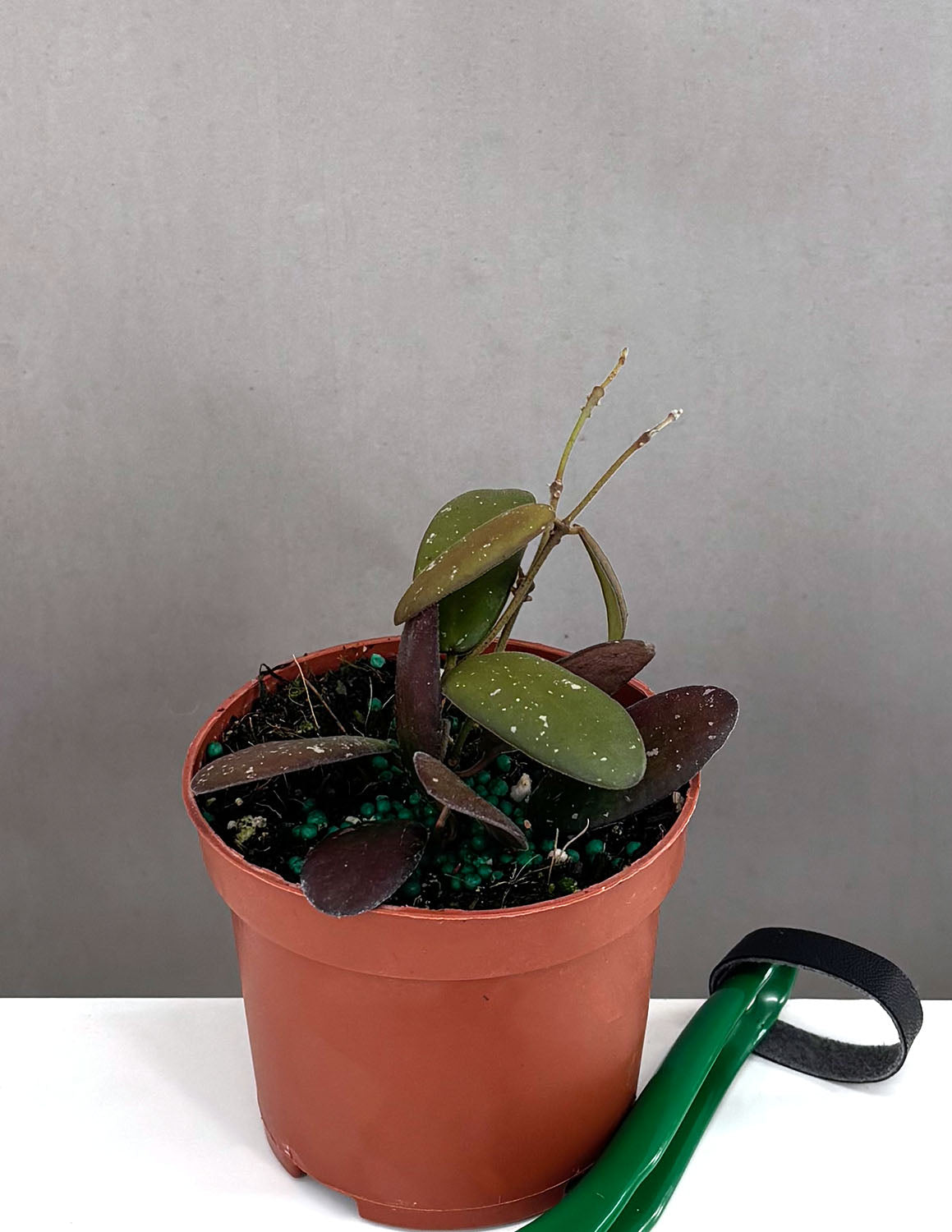Hoya GPS 7240 | Houseplants | Always Affordable at Plant Proper