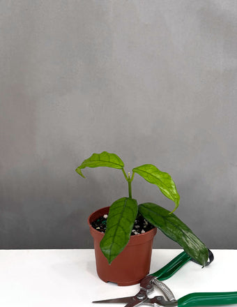 Hoya Globulosa - Plant Proper - 3" Pot