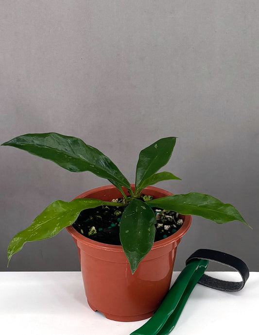 Hoya Griffithii - Plant Proper - 3" Pot