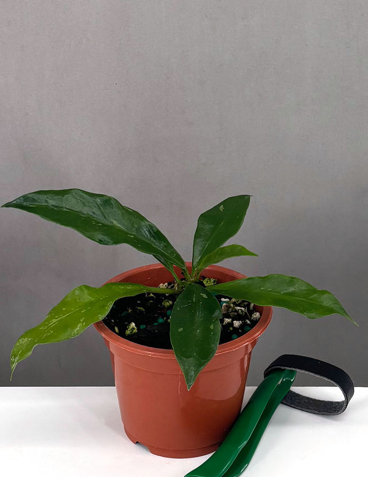 Hoya Griffithii - Plant Proper - 3" Pot