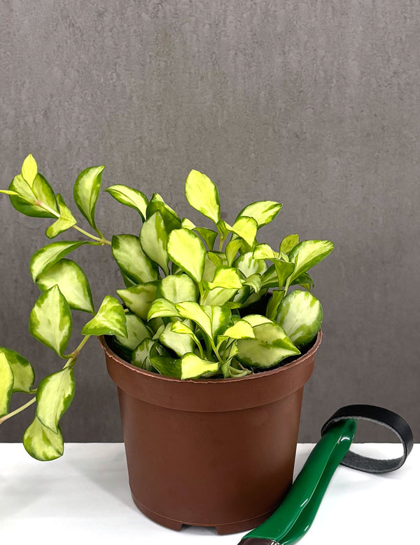 Hoya Heuschkeliana Variegated - Plant Proper - 3" Pot