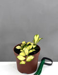 Hoys Heuschkeliana Variegated - Plant Proper - 3" Pot