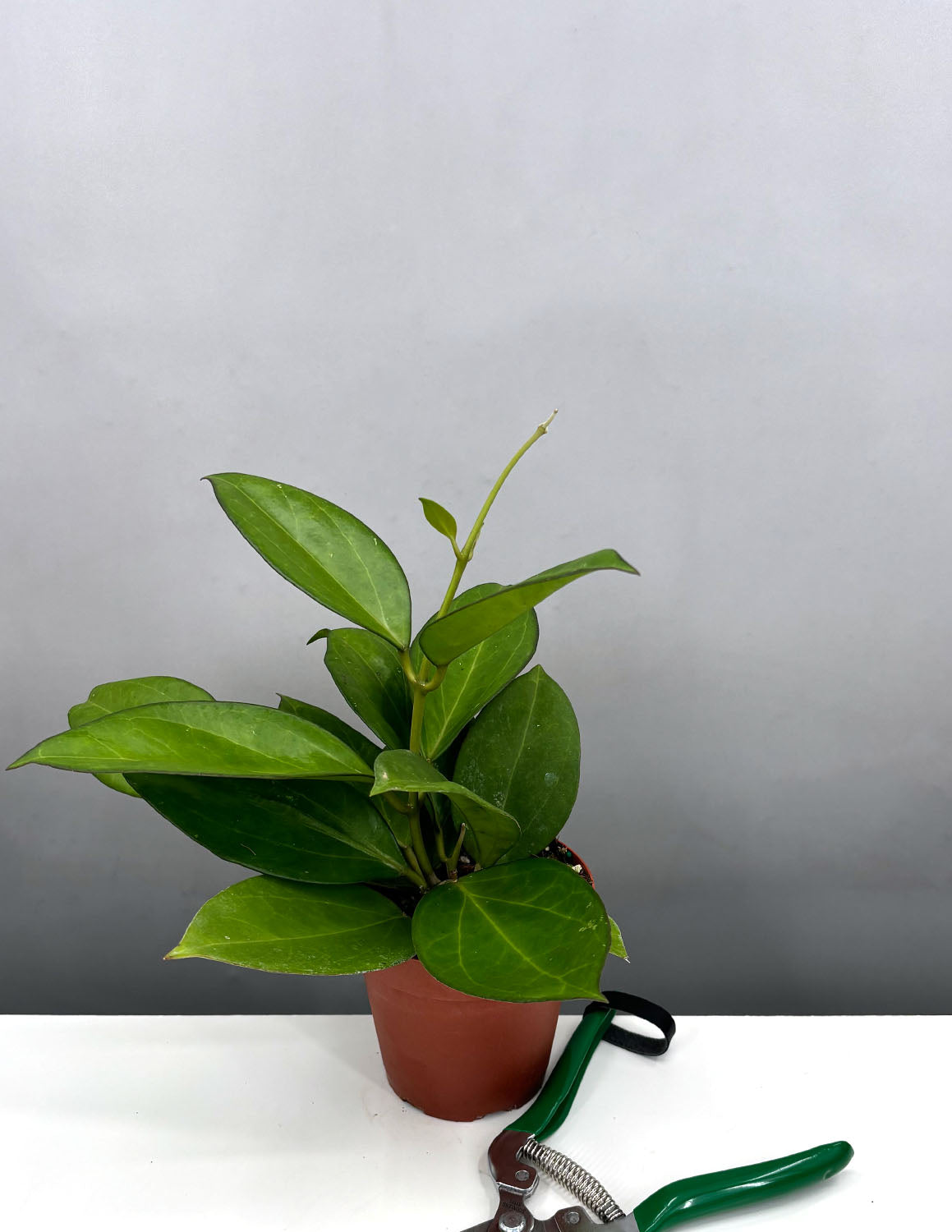 Hoya icensis Hoya seed023 カット苗 Hoya icensis Hoya seed023 カット苗 Hoya icensis Hoya seed023 カット苗