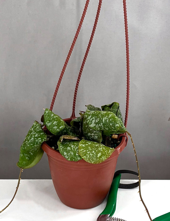 indoor planting tools Indoor & Outdoor Gardening Tool Kit main image 1