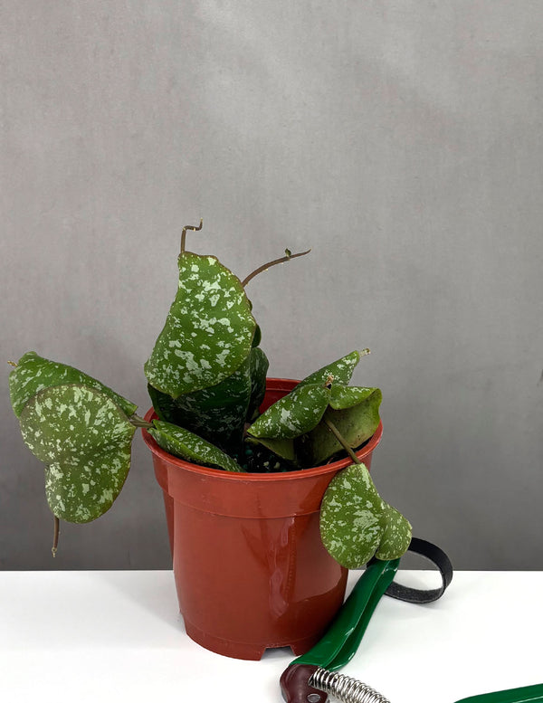 Hoya Imbricata - Plant Proper - 4" Pot