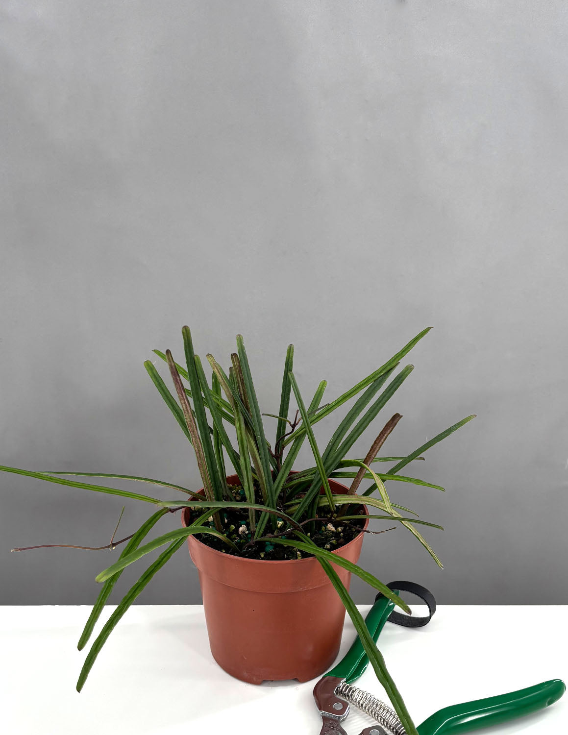 Hoya Insularis | Wax Plant | Always Affordable at Plant Proper