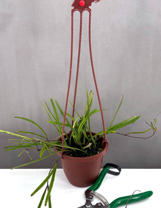 Hoya Insularis - Plant Proper - 4" Hanging Pot