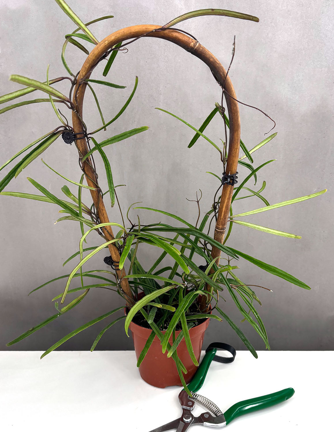 Hoya Insularis | Wax Plant | Always Affordable at Plant Proper